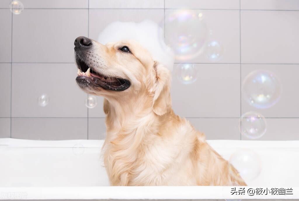 养金毛的教程(教你如何养好一只金毛犬)(图4)