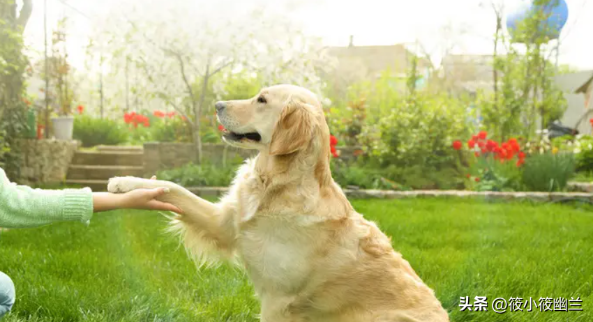 养金毛的教程(教你如何养好一只金毛犬)(图7)