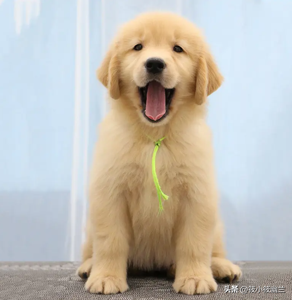 养金毛的教程(教你如何养好一只金毛犬)(图8)
