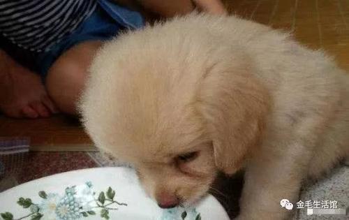 金毛狗不喝水怎么办(金毛不爱喝水怎么办)(图1)