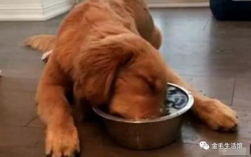金毛狗不喝水怎么办(金毛不爱喝水怎么办)(图2)