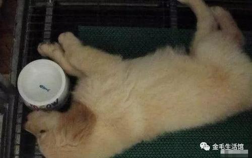 金毛狗不喝水怎么办(金毛不爱喝水怎么办)(图3)