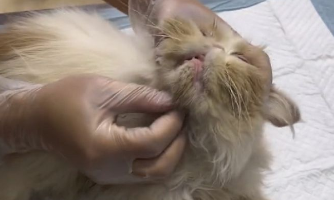 被困通风井的流浪猫,靠近后发现竟是加菲猫,小哥:只能量力而行(图5)