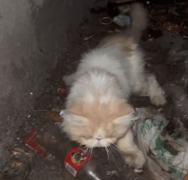 被困通风井的流浪猫,靠近后发现竟是加菲猫,小哥:只能量力而行(图2)