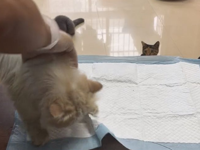 被困通风井的流浪猫,靠近后发现竟是加菲猫,小哥:只能量力而行(图4)