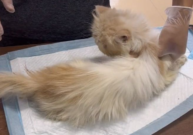 被困通风井的流浪猫,靠近后发现竟是加菲猫,小哥:只能量力而行(图6)