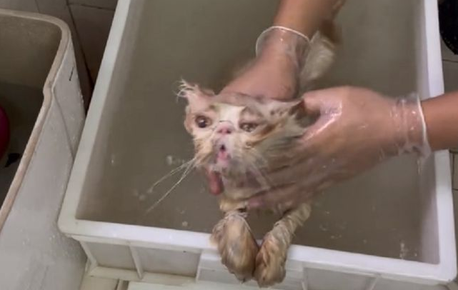 被困通风井的流浪猫,靠近后发现竟是加菲猫,小哥:只能量力而行(图7)