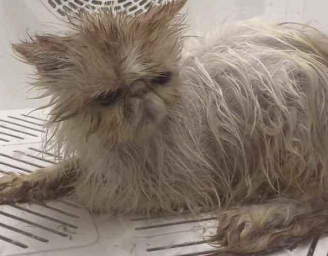 被困通风井的流浪猫,靠近后发现竟是加菲猫,小哥:只能量力而行(图8)