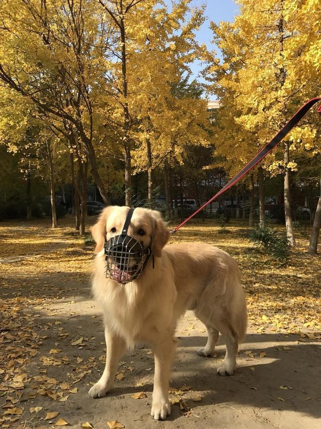 金毛独自在家会叫吗(金毛在家会乱叫吗)(图4)