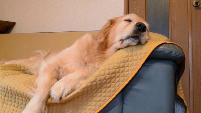 金毛独自在家会叫吗(金毛在家会乱叫吗)(图5)