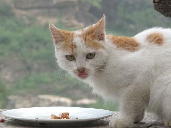 猫为什么会对食物做出埋便便的动作?是觉得不好吃吗?(图1)