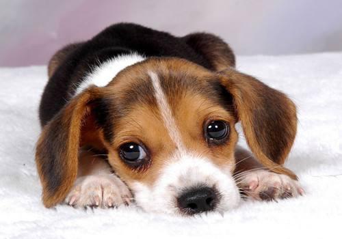 金毛也会得抑郁吗?(狗狗的五种心理疾病)(图2)