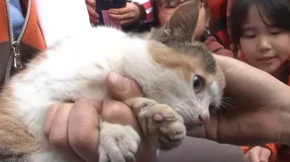 猫咪被困5厘米宽下水道,终获救援!(图3)