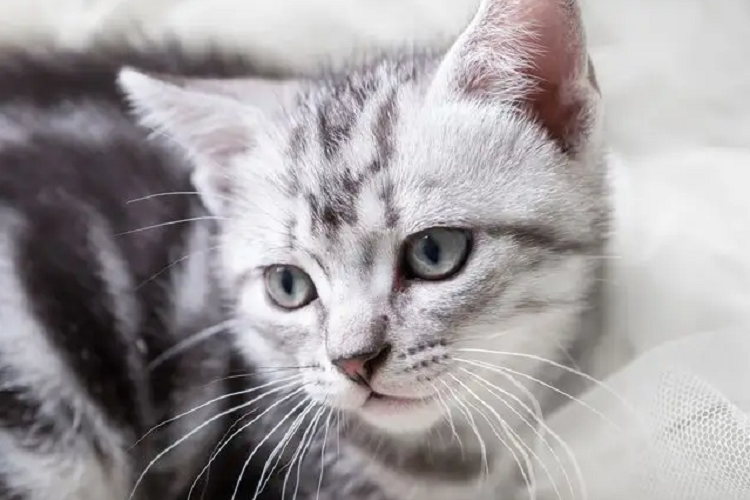 都说猫和猫的尾巴是两种生物,为什么猫咪喜欢玩自己尾巴?(图1)