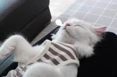 猫咪三秒即可入睡?还非主人怀抱不睡?(图2)