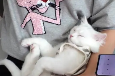 猫咪三秒即可入睡?还非主人怀抱不睡?(图3)