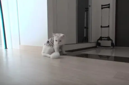 猫咪三秒即可入睡?还非主人怀抱不睡?(图5)