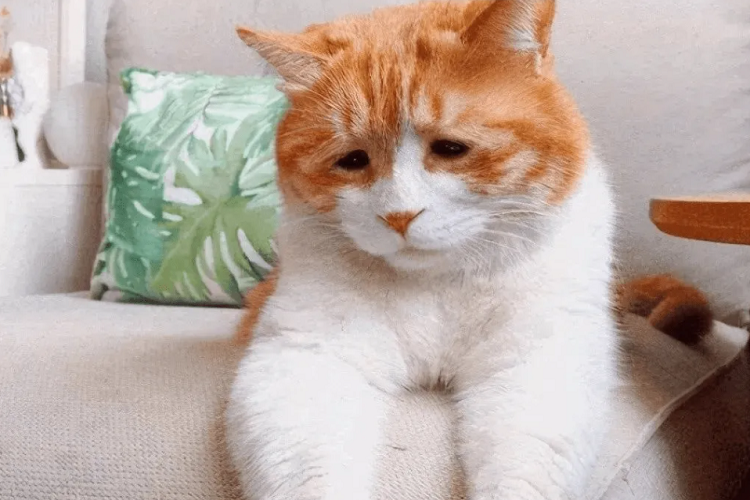 猫咪的伤口化脓了,怎么帮猫咪清理伤口?(图1)