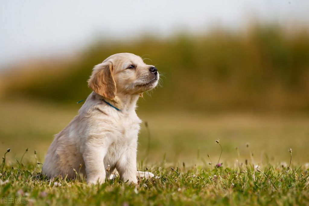 养金毛需要做什么准备(养金毛犬需要准备什么东西)(图2)