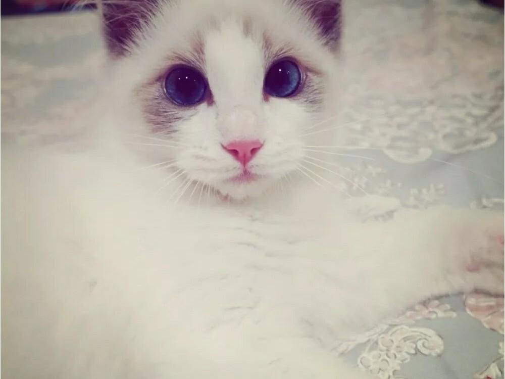 猫咪得肾炎的症状有什么?(急性肾炎和慢性肾炎)(图1)