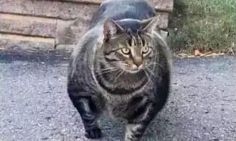 小奶猫变身肌肉猫,明明小时候很可爱啊(图2)