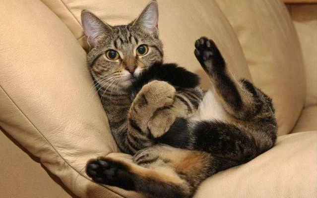 小奶猫变身肌肉猫,明明小时候很可爱啊(图1)