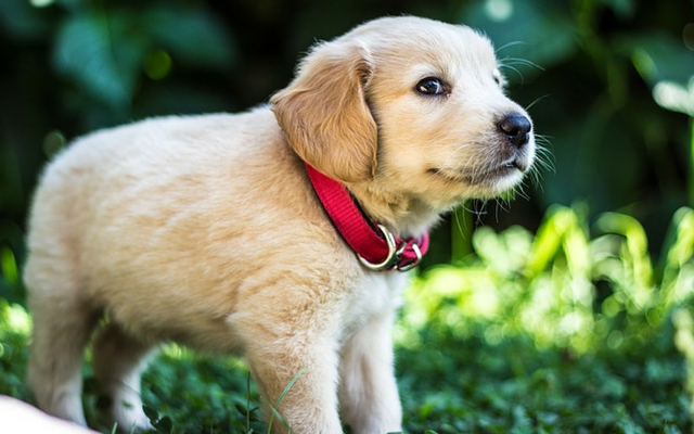 给小狗断奶的方法和技巧(给小狗断奶的方法有哪些)(图1)