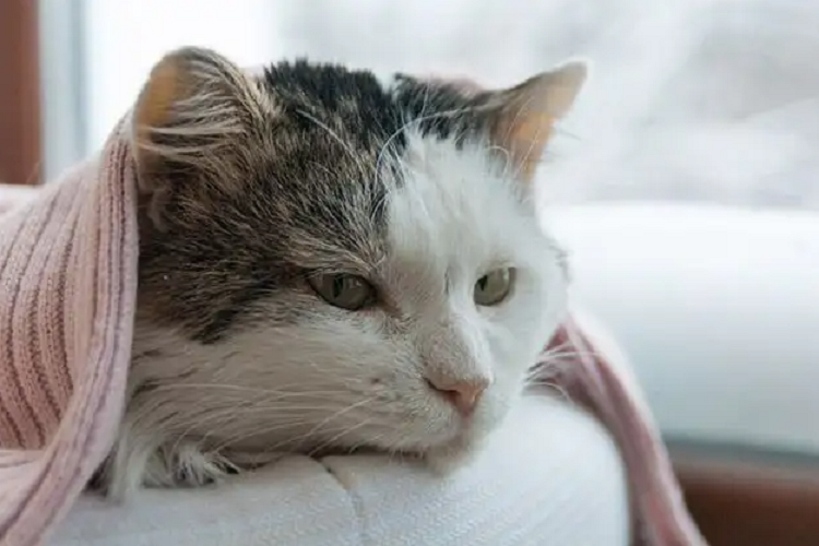 猫咪便便带血是什么病,是肠道划伤了吗?(图1)