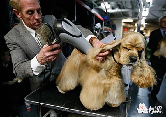 给狗狗洗澡吹风方法(给狗洗完澡怎么吹)(图2)