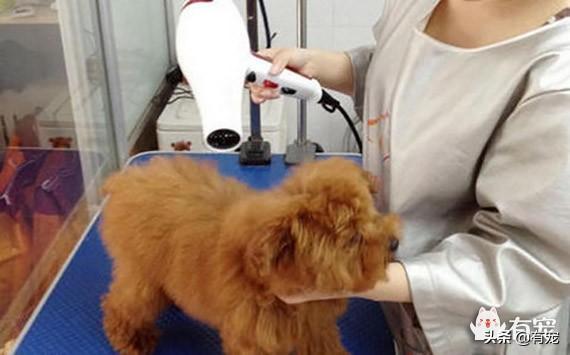 给狗狗洗澡吹风方法(给狗洗完澡怎么吹)(图4)