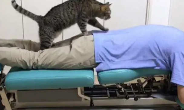 新来的猫咪按摩师,客人体验过都欲罢不能(图1)