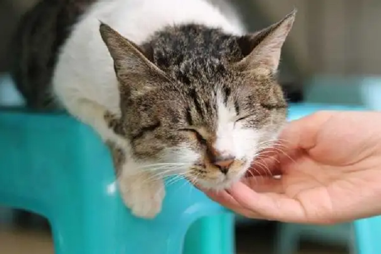 你以为猫咪喜欢你摸下巴是因为舒服?你想错了…(图1)