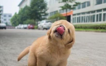 金毛幼犬怎么喂养才能长的高大(金毛小狗怎么喂养方法)(图2)