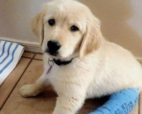 金毛幼犬怎么喂养才能长的高大(金毛小狗怎么喂养方法)(图3)