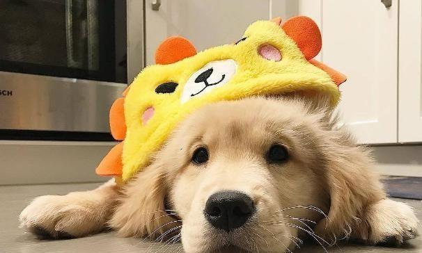 金毛幼犬怎么喂养才能长的高大(金毛小狗怎么喂养方法)(图1)