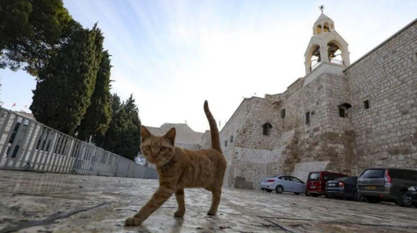 欧洲最强猫猫:横跨600公里只为回家(图3)