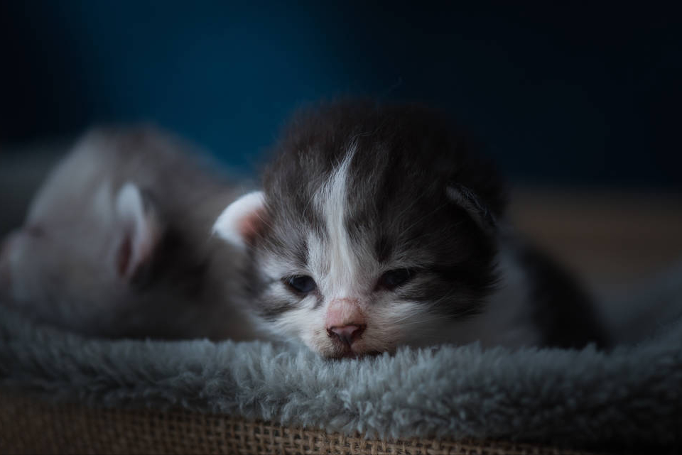 养猫就像养孩子,6个小建议,教你如何养好一只猫(图1)