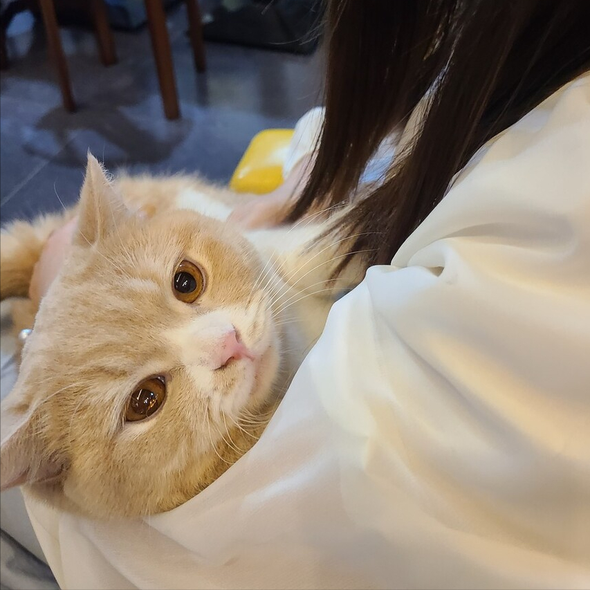 养猫就像养孩子,6个小建议,教你如何养好一只猫(图2)