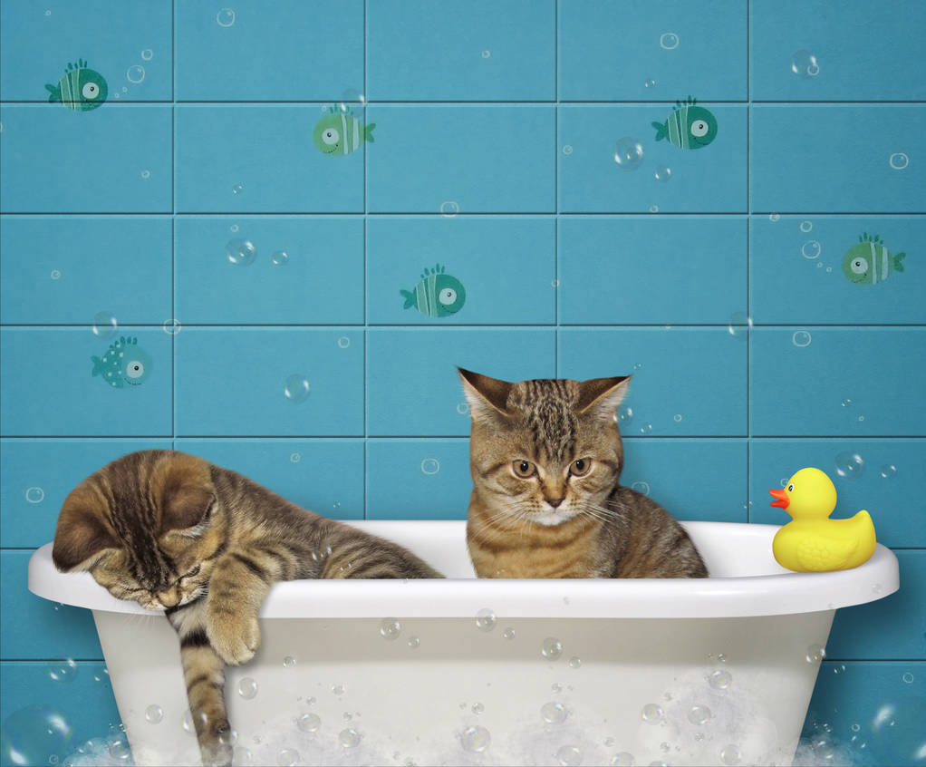 养猫就像养孩子,6个小建议,教你如何养好一只猫(图3)