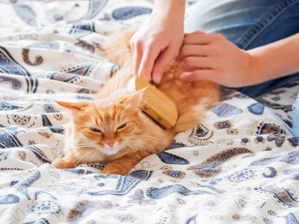 养猫就像养孩子,6个小建议,教你如何养好一只猫(图4)