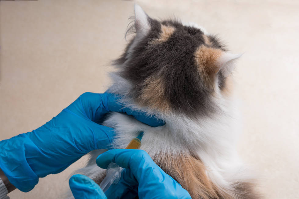 养猫就像养孩子,6个小建议,教你如何养好一只猫(图6)