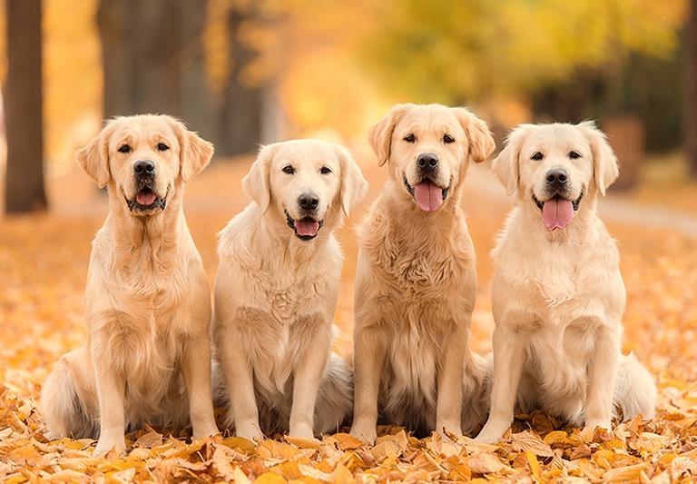 小金毛狗狗流眼泪是什么原因(小金毛狗狗头像)(图2)