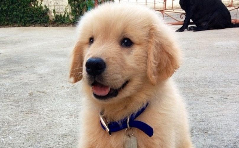 小金毛狗狗流眼泪是什么原因(小金毛狗狗头像)(图3)