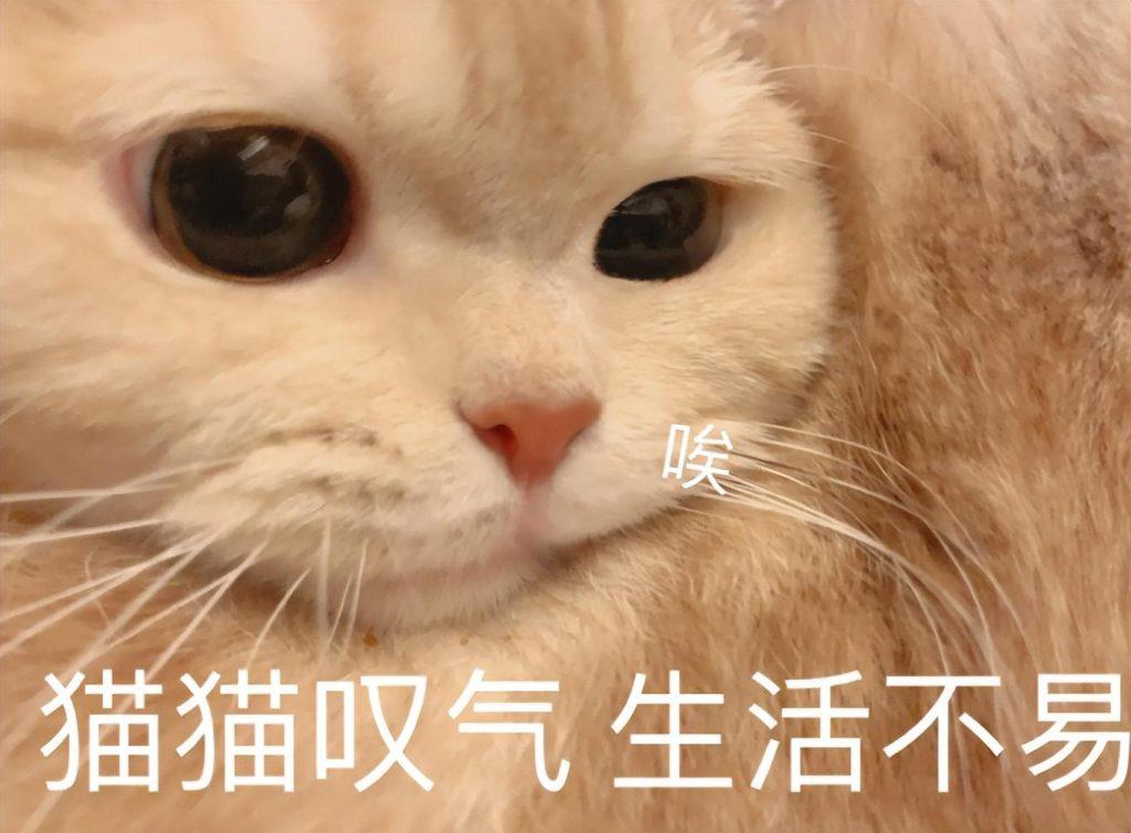 猫猫不能喝牛奶,猫猫在喝了牛奶后会产生多种不良反应(图2)