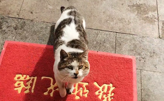 流浪猫,偶遇落单小猫,它们成为彼此依靠(图2)