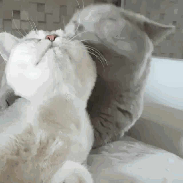 分享猫咪常见的6种皮肤病,教你如何预防和处理,对猫咪负责(图4)