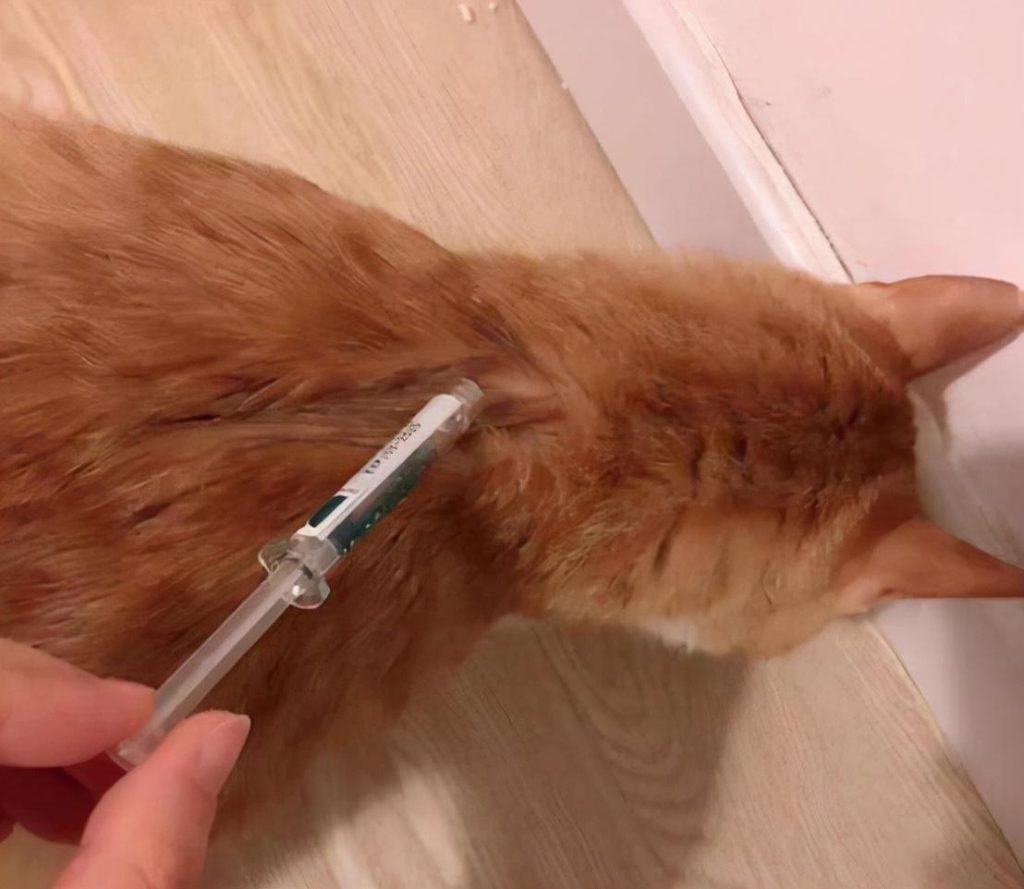 分享猫咪常见的6种皮肤病,教你如何预防和处理,对猫咪负责(图6)