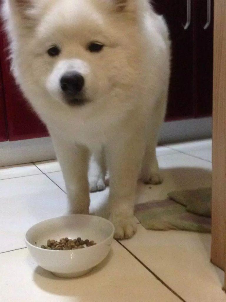 狗狗最容易出现缺少哪些元素?缺少这些元素后会出现哪些问题?(图4)