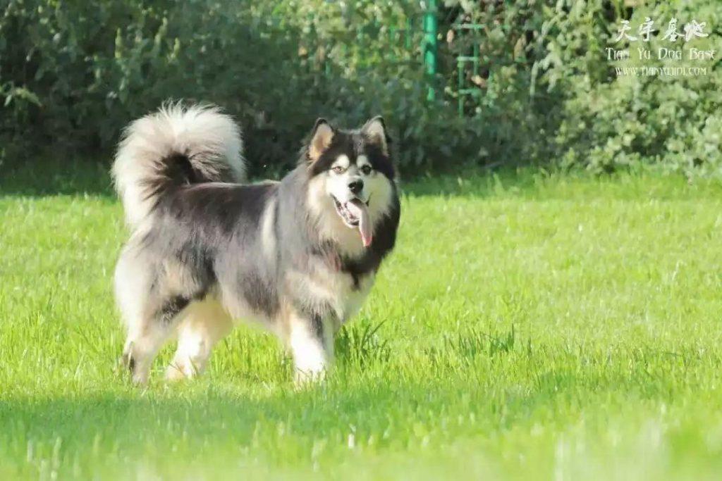 狗狗最容易出现缺少哪些元素?缺少这些元素后会出现哪些问题?(图2)