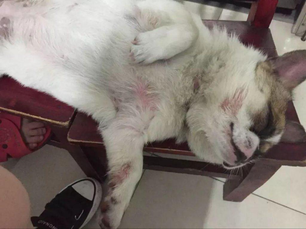 狗狗最容易出现缺少哪些元素?缺少这些元素后会出现哪些问题?(图3)